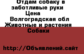 Отдам собаку в заботливые руки  › Цена ­ 50 - Волгоградская обл. Животные и растения » Собаки   